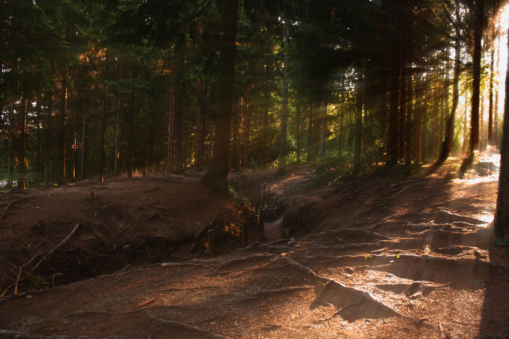 Sonnenstrahlen im Wald