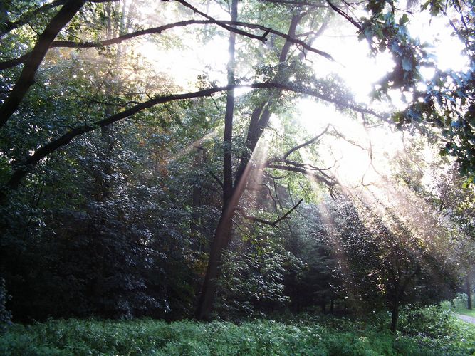 Sonnenstrahlen im Wald