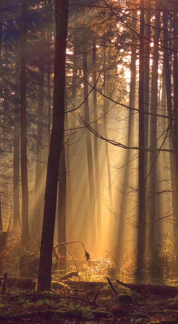 Sonnenstrahlen im Wald