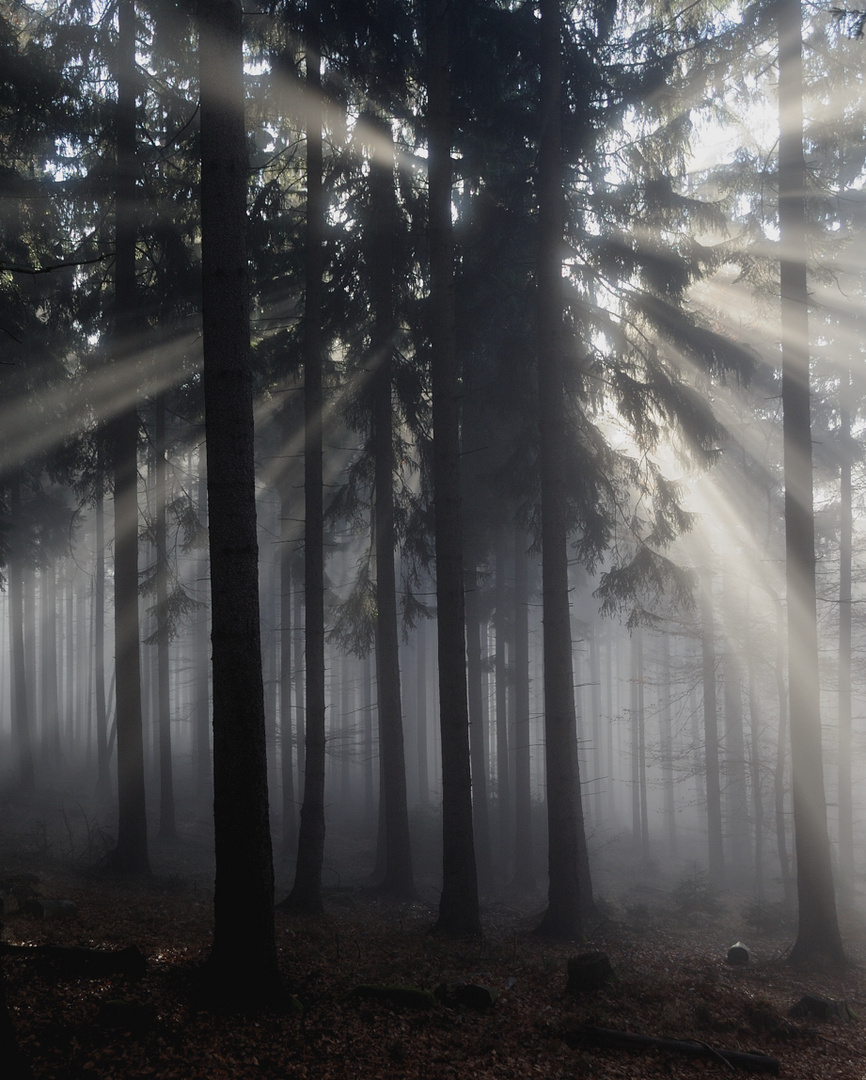 Sonnenstrahlen im Wald