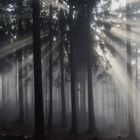 Sonnenstrahlen im Wald