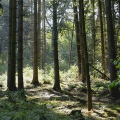 Sonnenstrahlen im Wald