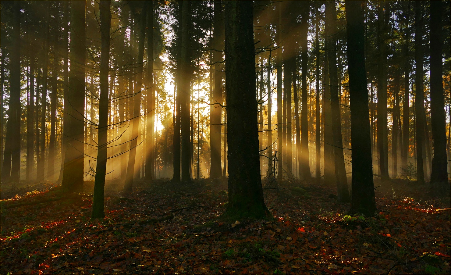 Sonnenstrahlen im Wald