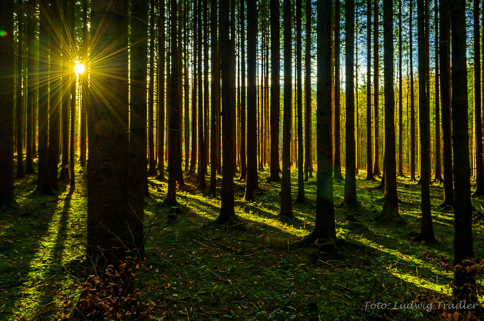 Sonnenstrahlen im Wald