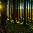 Sonnenstrahlen im Wald