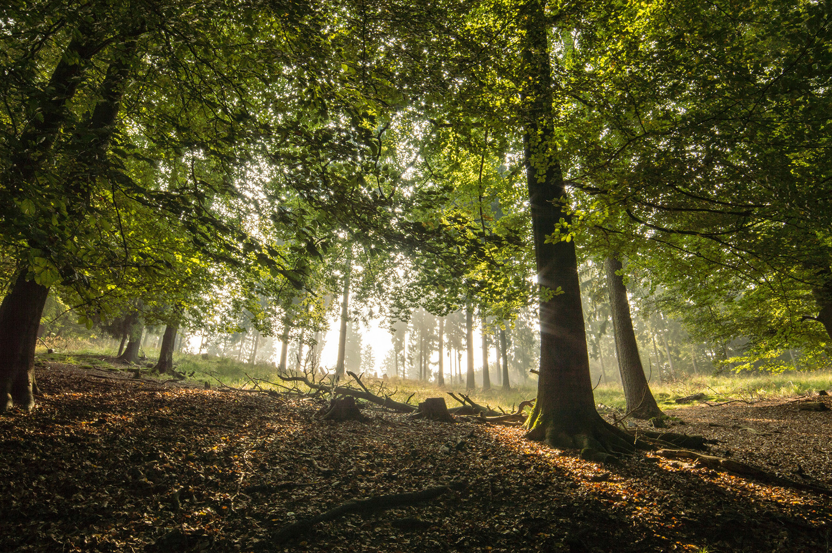 Sonnenstrahlen im Wald