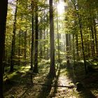 Sonnenstrahlen im Wald