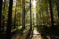 Sonnenstrahlen im Wald