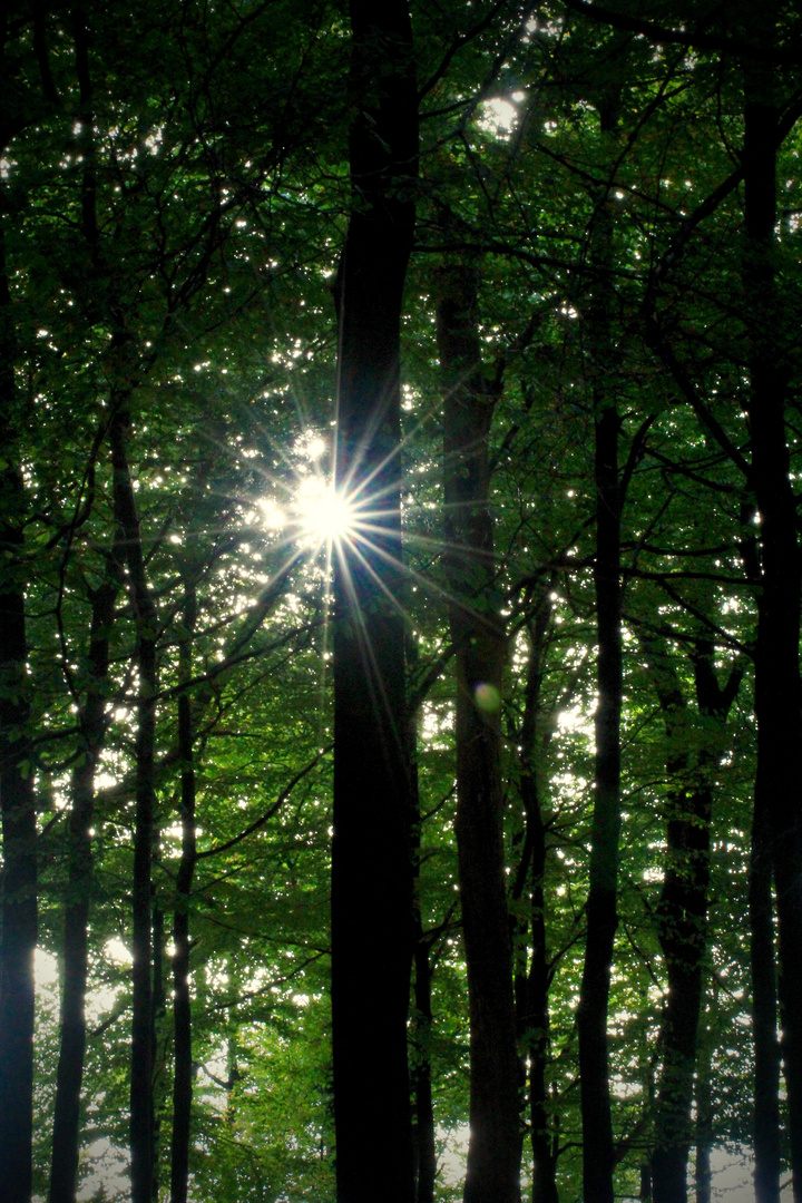 Sonnenstrahlen im Wald