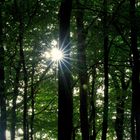 Sonnenstrahlen im Wald