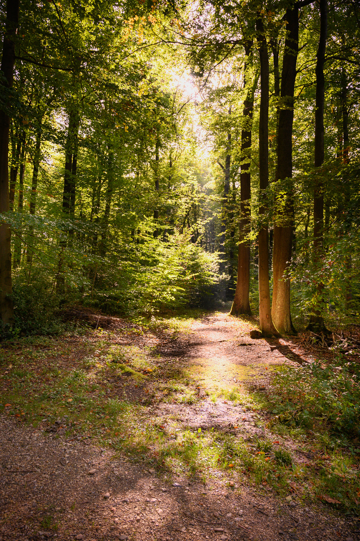 Sonnenstrahlen im Wald