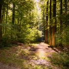 Sonnenstrahlen im Wald