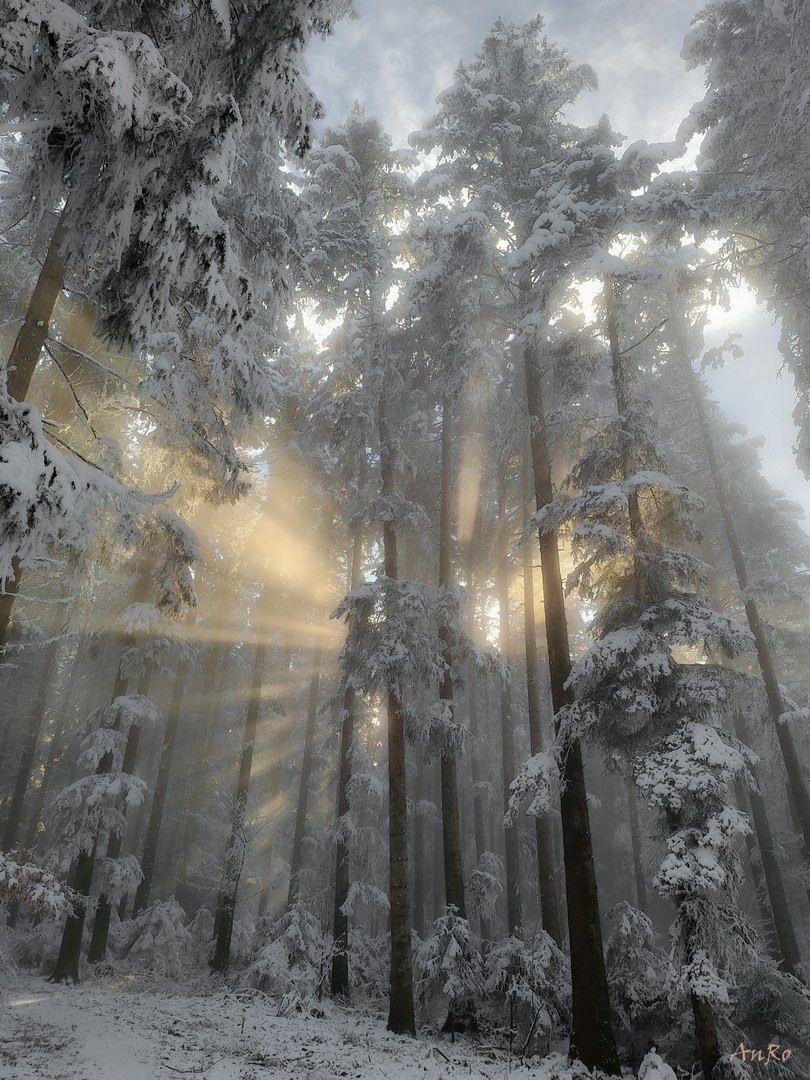 Sonnenstrahlen im Wald