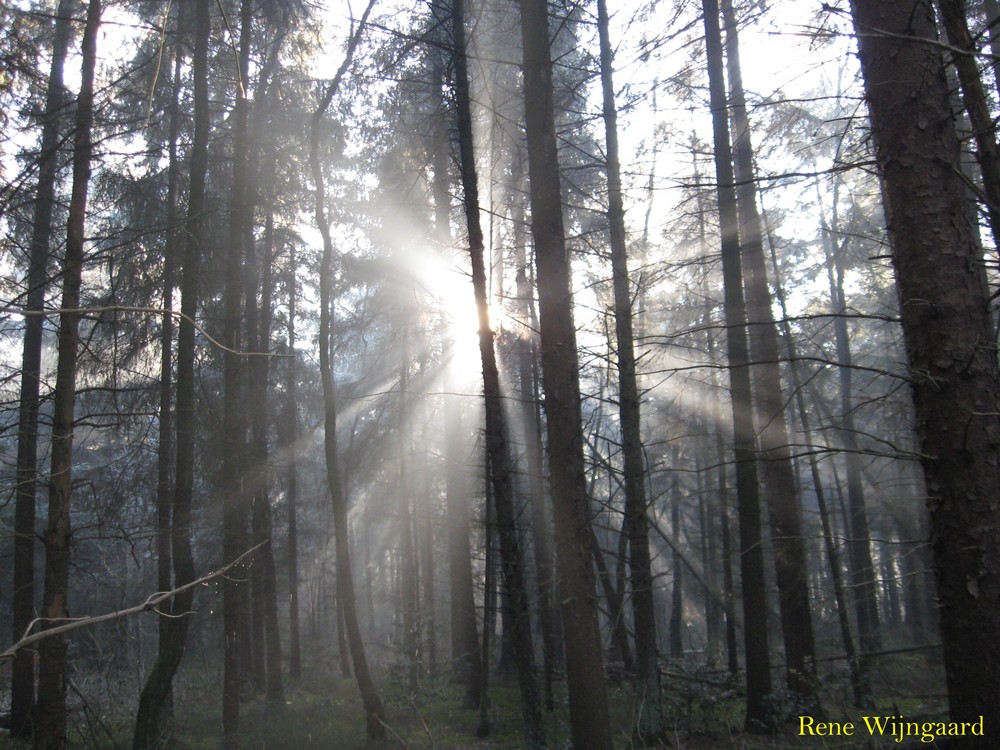 Sonnenstrahlen im Wald