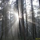 Sonnenstrahlen im Wald