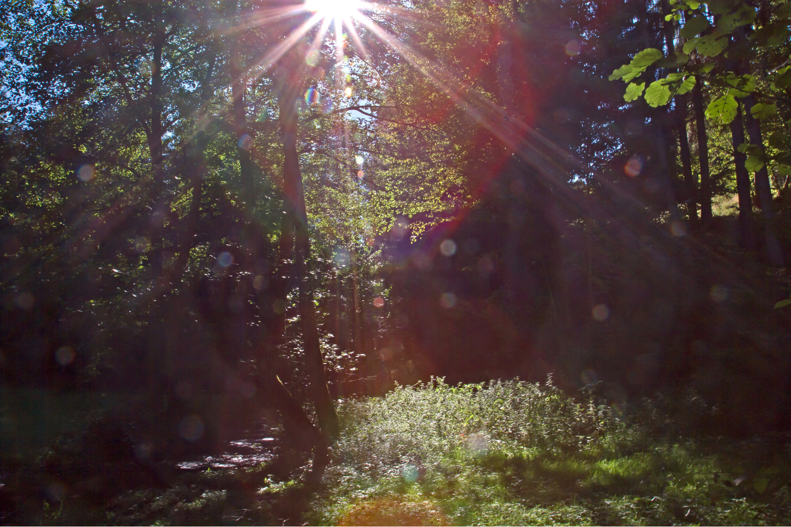 Sonnenstrahlen im Wald