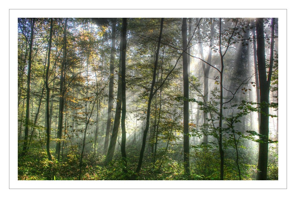 SONNENSTRAHLEN im Wald...