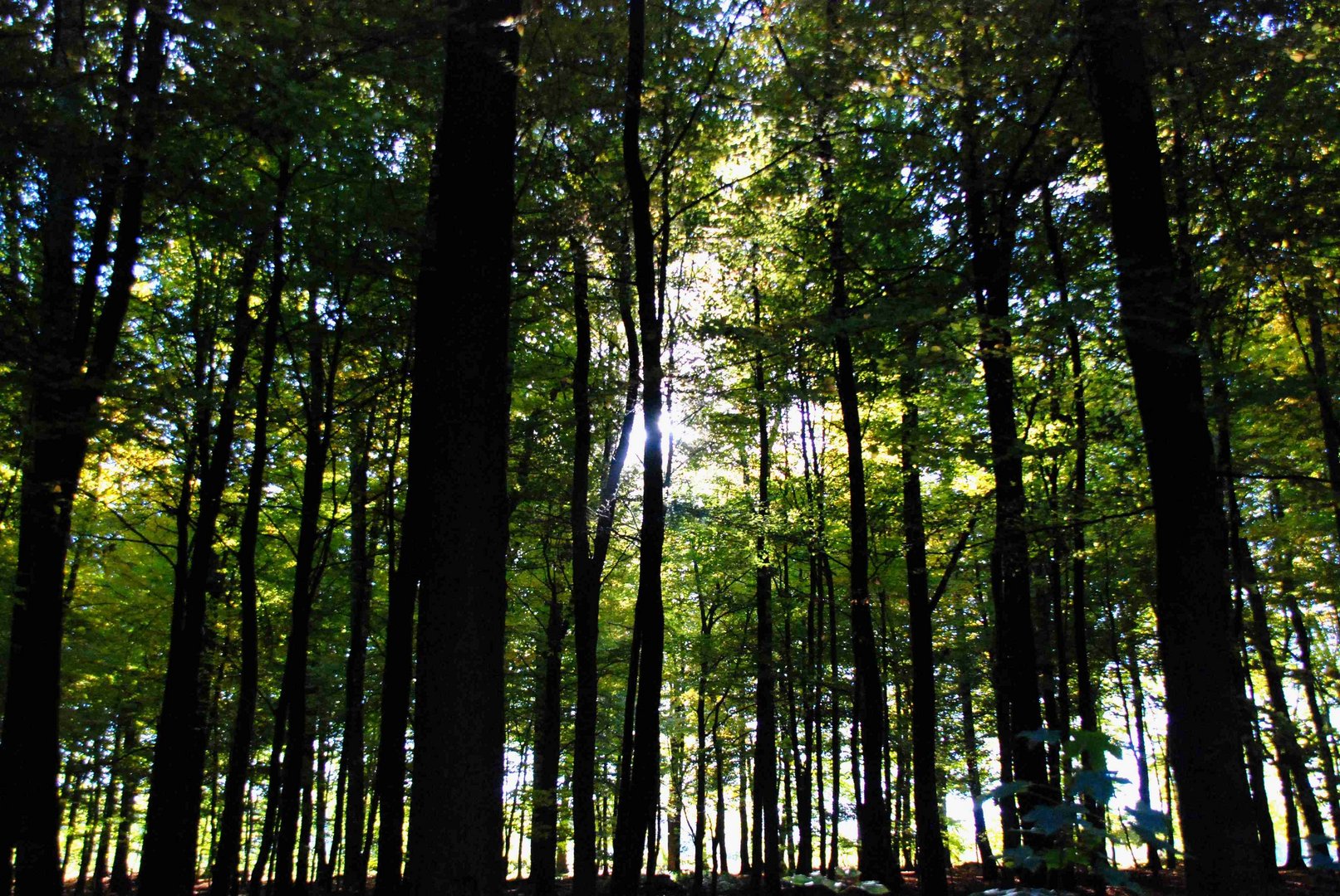 Sonnenstrahlen im Wald