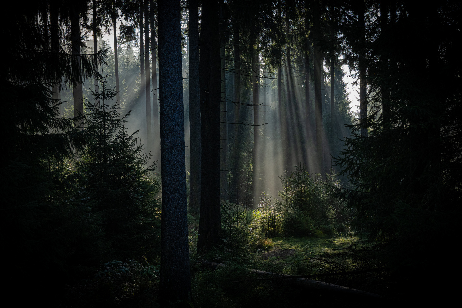 Sonnenstrahlen im Wald