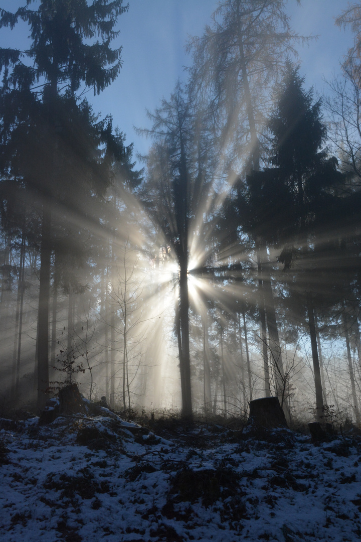 Sonnenstrahlen im Wald