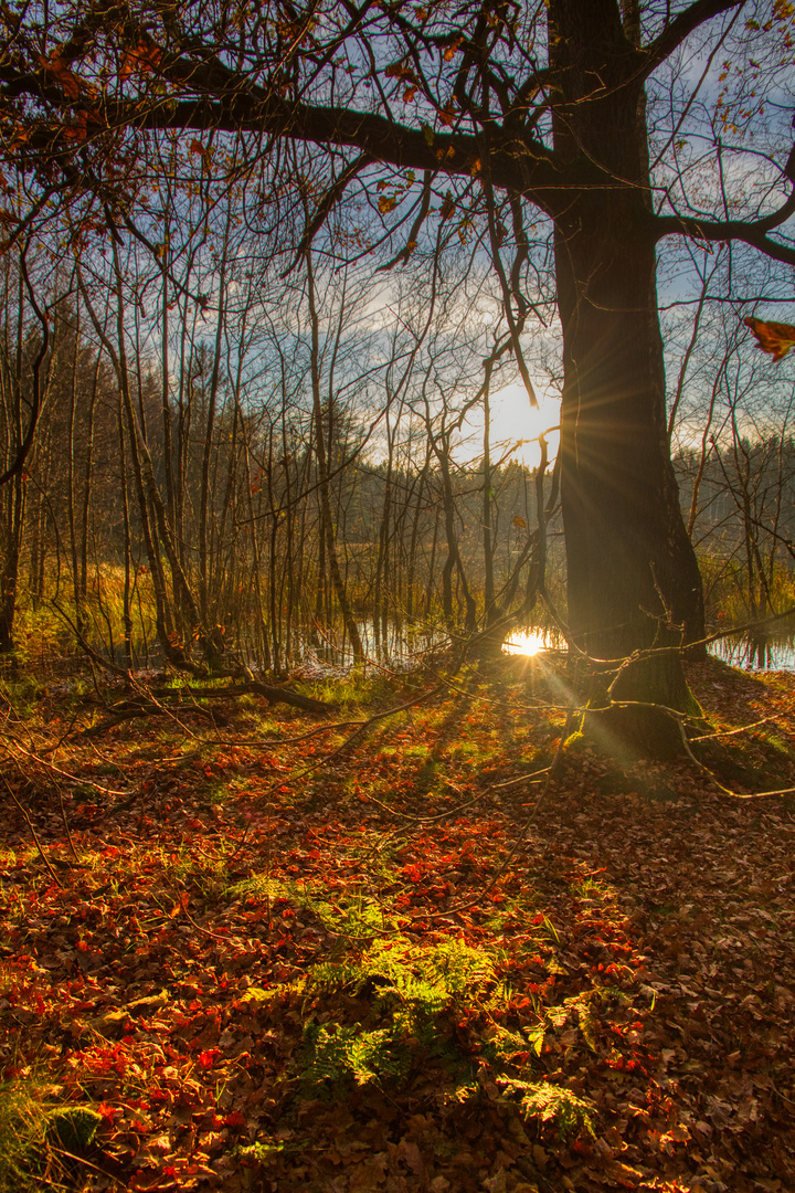 Sonnenstrahlen im Wald