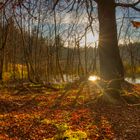 Sonnenstrahlen im Wald