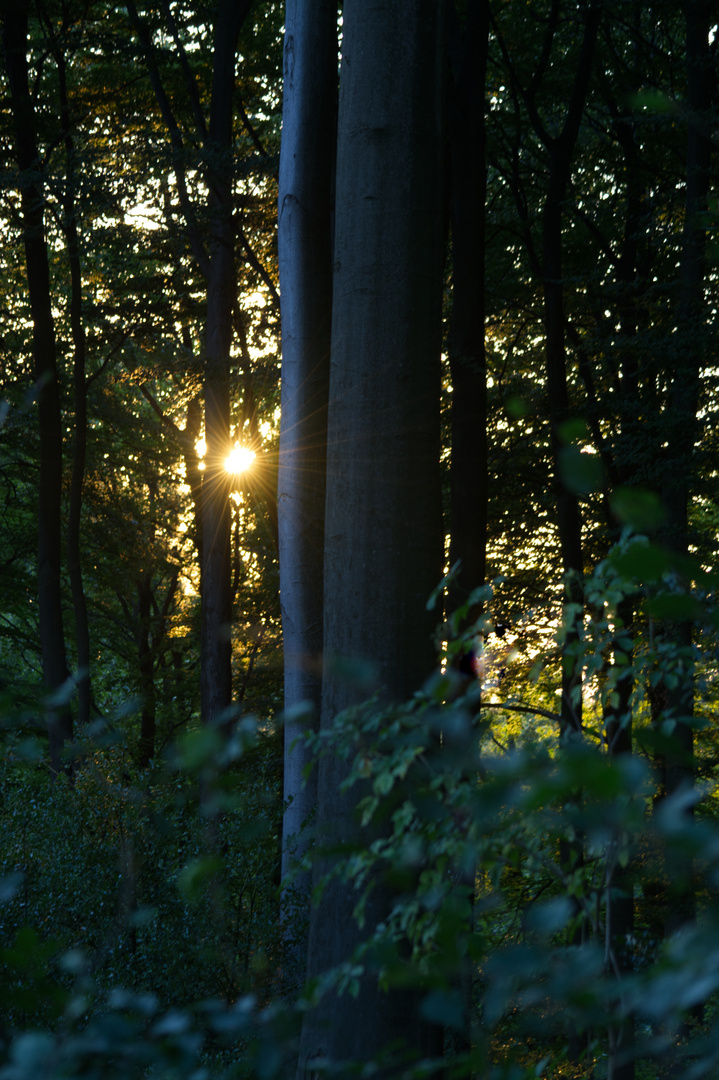 Sonnenstrahlen im Wald