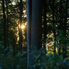 Sonnenstrahlen im Wald