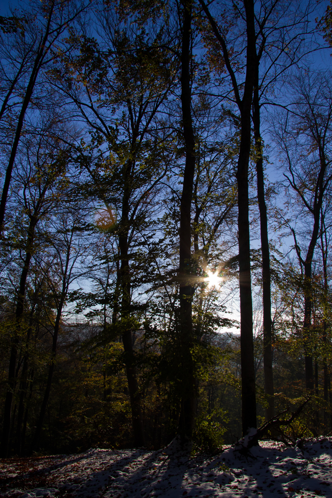 sonnenstrahlen im Wald