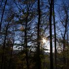 sonnenstrahlen im Wald