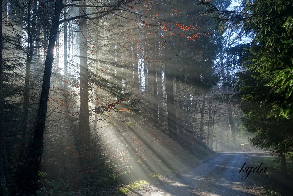 Sonnenstrahlen im Wald