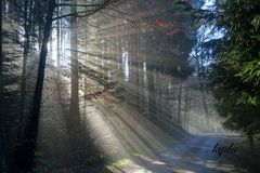 Sonnenstrahlen im Wald