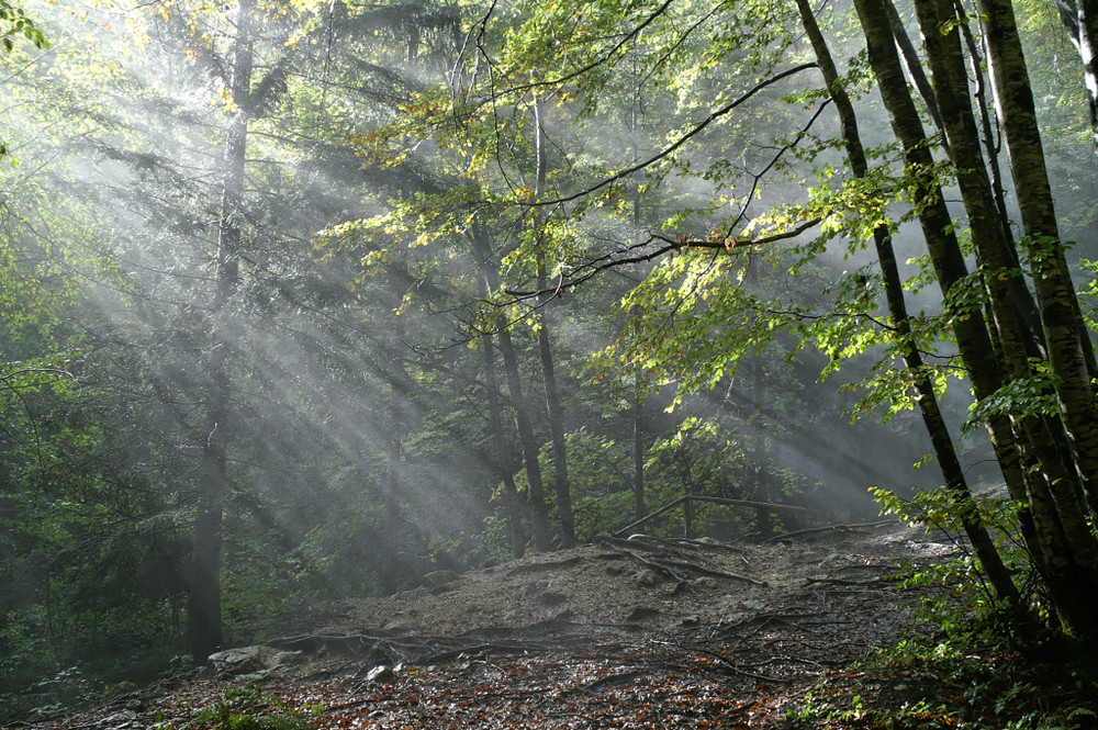 Sonnenstrahlen im Wald