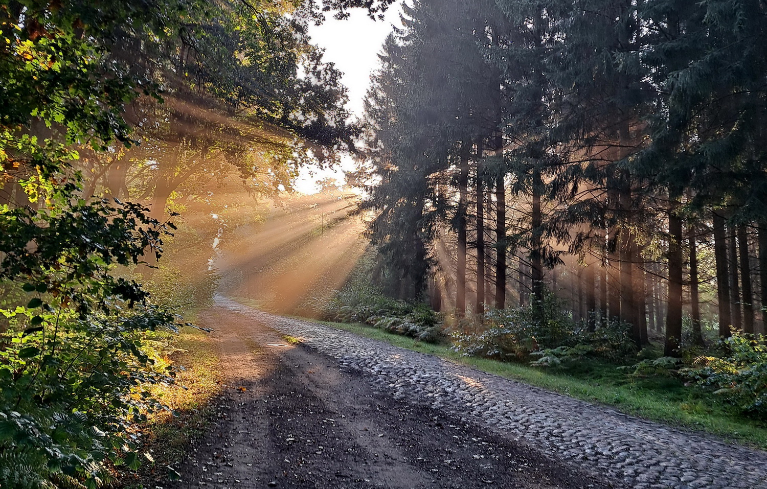 Sonnenstrahlen im Wald