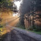 Sonnenstrahlen im Wald