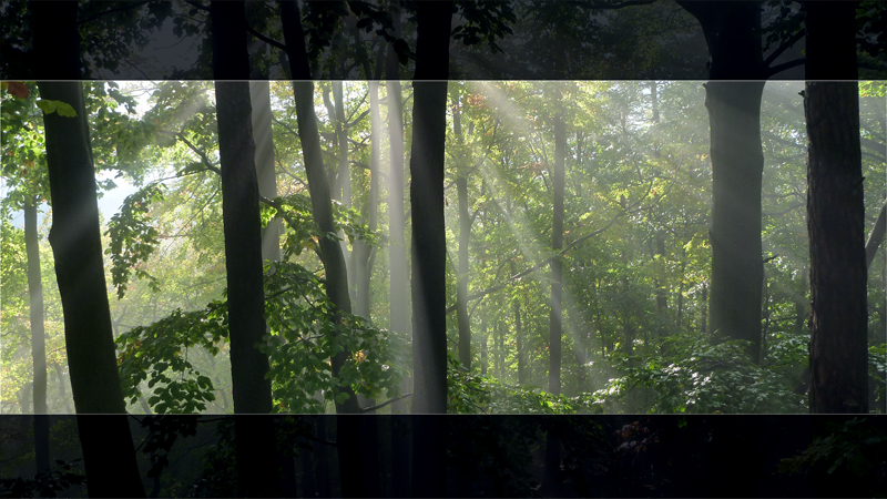 Sonnenstrahlen im Wald