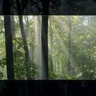 Sonnenstrahlen im Wald