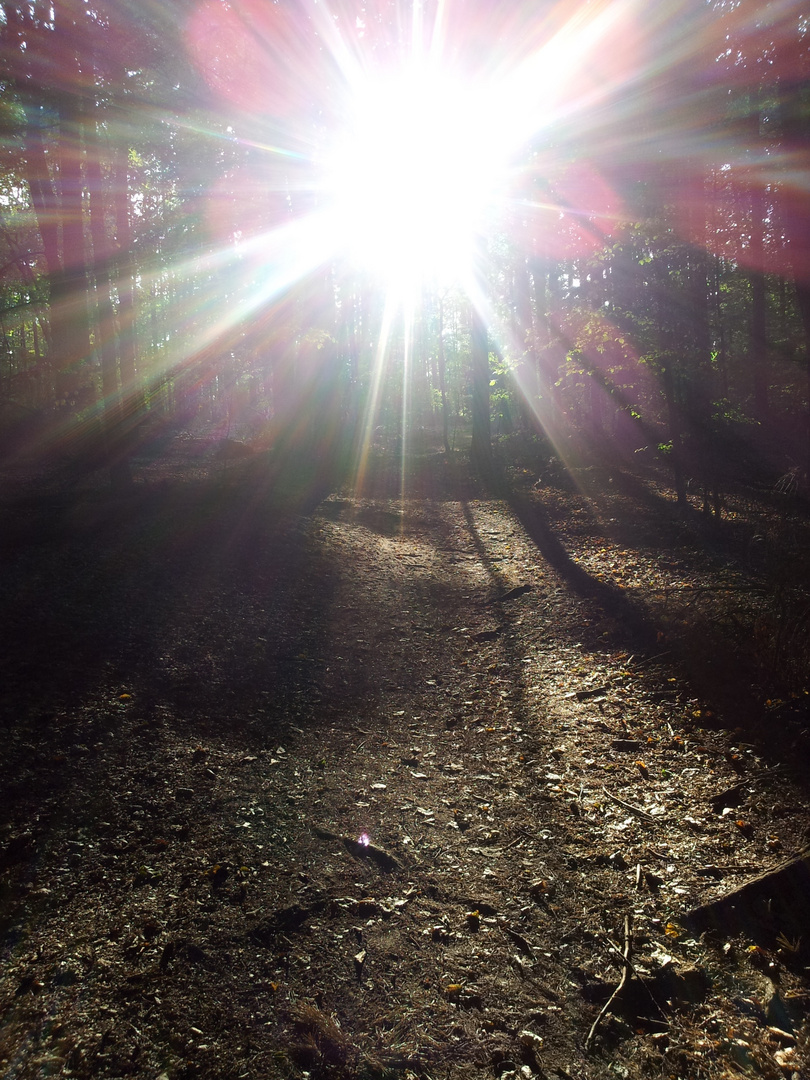 Sonnenstrahlen im Wald