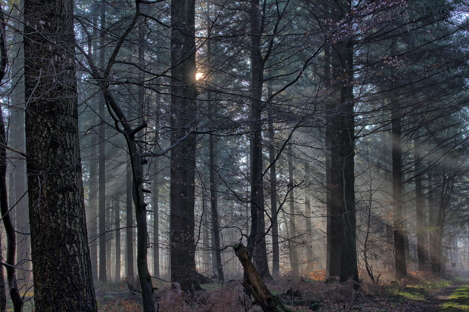 Sonnenstrahlen im Wald