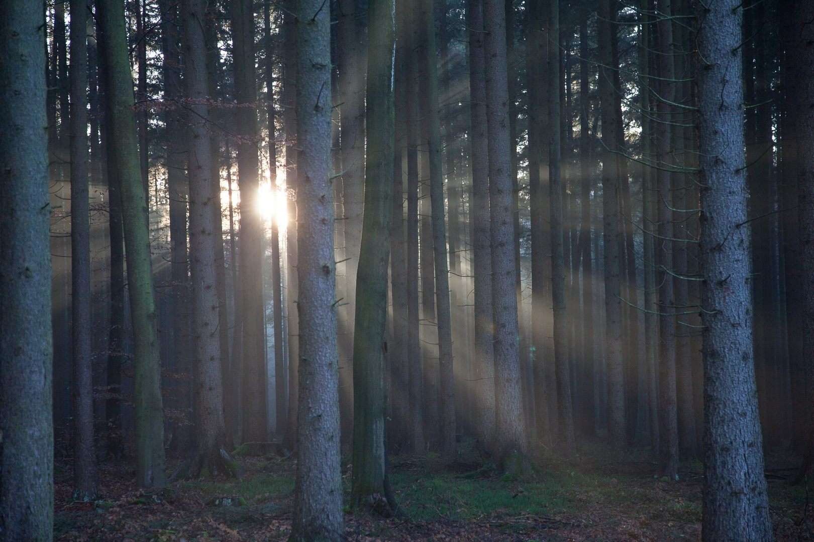 Sonnenstrahlen im Wald