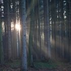 Sonnenstrahlen im Wald