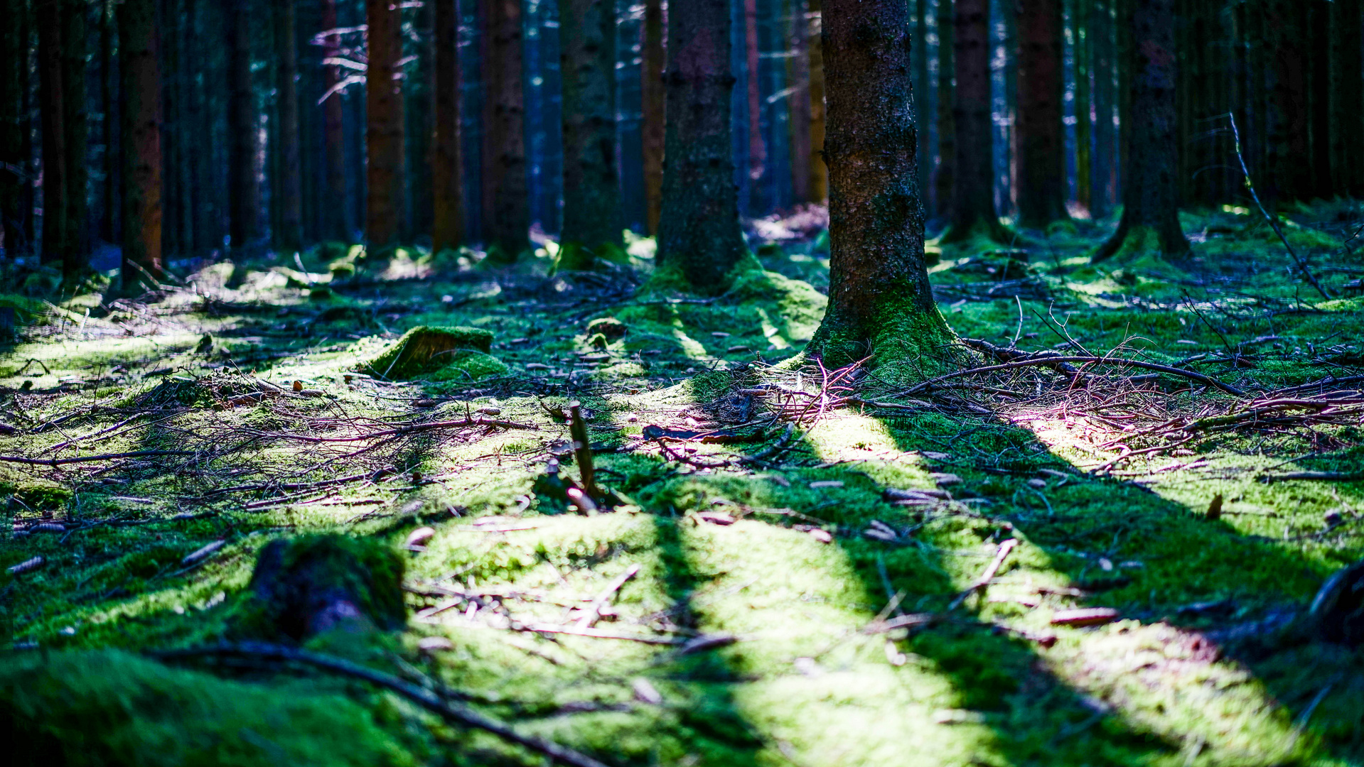 Sonnenstrahlen im Wald bei Uslar