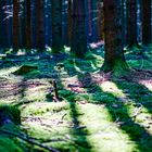 Sonnenstrahlen im Wald bei Uslar