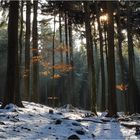 Sonnenstrahlen im Wald