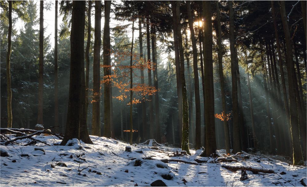 Sonnenstrahlen im Wald