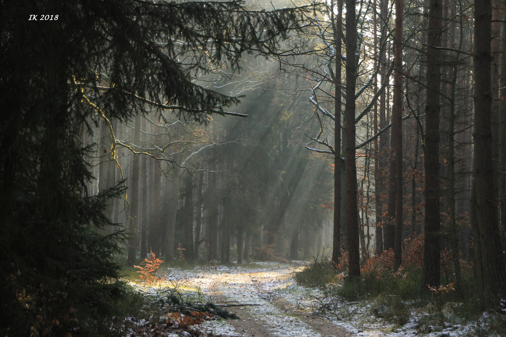 Sonnenstrahlen im Wald