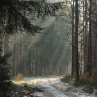 Sonnenstrahlen im Wald