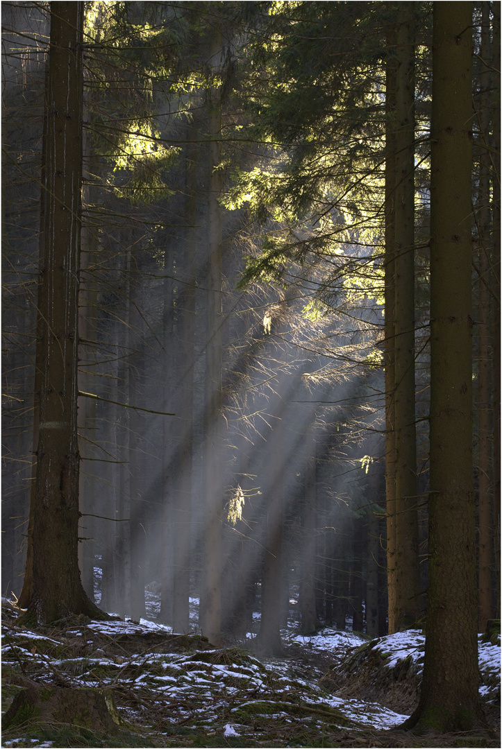 Sonnenstrahlen im Wald