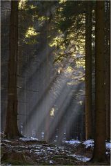 Sonnenstrahlen im Wald