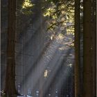 Sonnenstrahlen im Wald